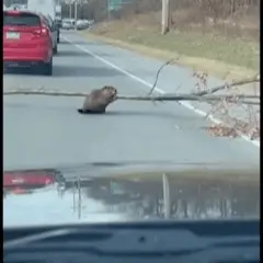 Grabación de la cámara para carro